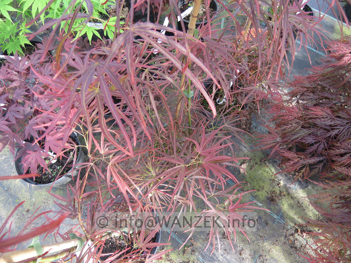 Acer palmatum Atrolineare - Austrieb.JPG